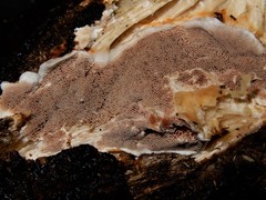 Gloeophyllum trabeum