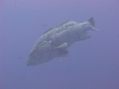 Epinephelus