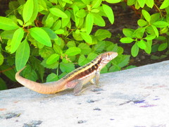 Leiocephalus psammodromus