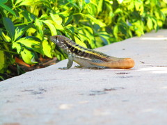 Leiocephalus psammodromus