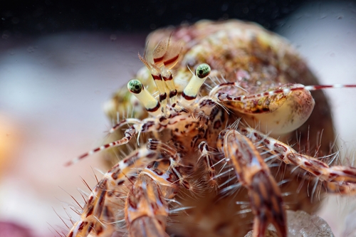Striped Hermit Crab, Mers El Hadjadj, Algérie, photo 9 of 10