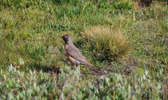 Turdus migratorius propinquus