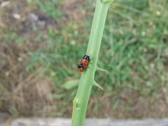 Cryptocephalus trimaculatus