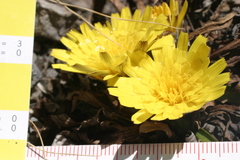 Hypochaeris sessiliflora