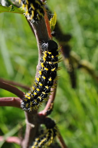 Nudaurelia petiveri