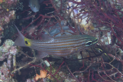 Cheilodipterus artus