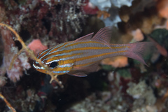 Blue-Lined Cardinalfish photo 3