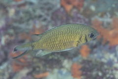 Chromis weberi