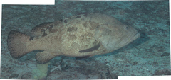 Epinephelus fuscoguttatus