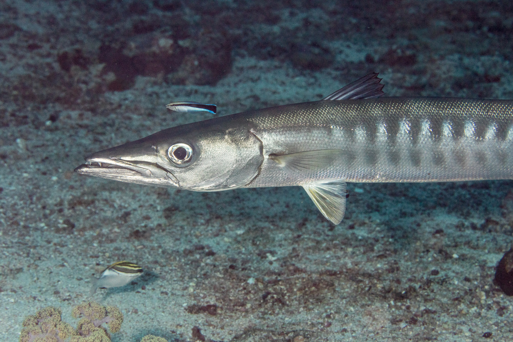 Blackfin Barracuda