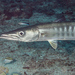 Blackfin Barracuda - Photo (c) Mark Rosenstein, some rights reserved (CC BY-NC-SA), uploaded by Mark Rosenstein
