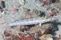 Parapercis tetracantha