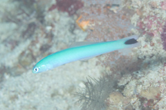 Ptereleotris heteroptera