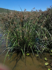 Cyperus fastigiatus