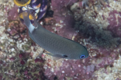 Pycnochromis delta