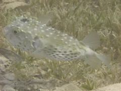 Cyclichthys spilostylus