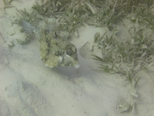 Tetrosomus gibbosus
