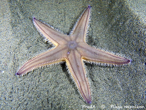 Sand Sea Star, photo 2 of 10