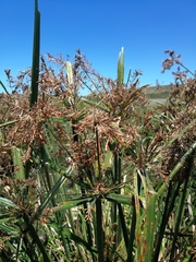 Cyperus fastigiatus