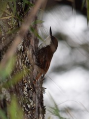 Pygarrhichas albogularis