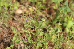 Diastatea micrantha