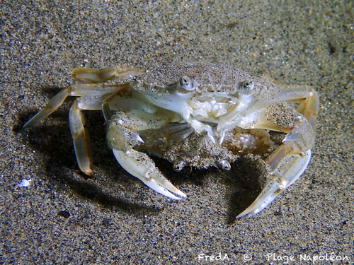Vernal Crab, photo 10 of 10