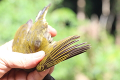 Indicator maculatus