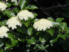 Viburnum cassinoides image