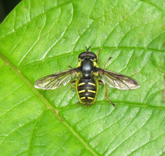 Sericomyia chrysotoxoides image
