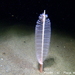 Slender Sea Pen - Photo (c) Frédéric ANDRE, some rights reserved (CC BY-NC), uploaded by Frédéric ANDRE