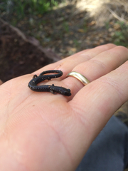 Batrachoseps major major