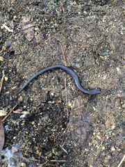 Batrachoseps major major