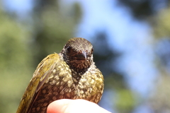 Indicator maculatus