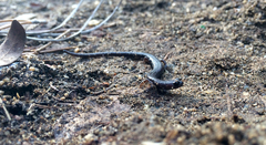 Batrachoseps major major