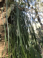 Vittaria lineata image