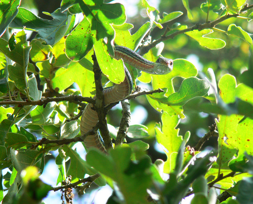 Schott's Whipsnake