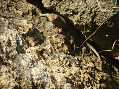 Sceloporus serrifer