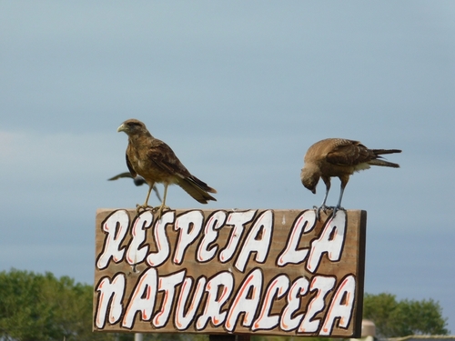 Chimango Caracara