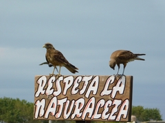 Chimango Caracara