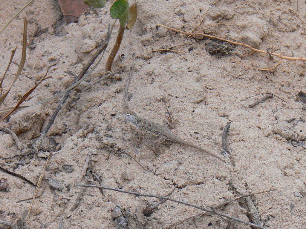 Keeled Earless Lizard