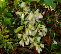 Baccharis halimifolia image