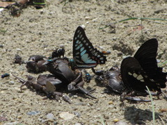 Graphium eurypylus