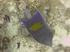 Pomacanthus maculosus