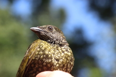 Indicator maculatus