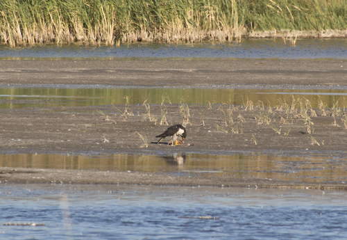 Falco peregrinus