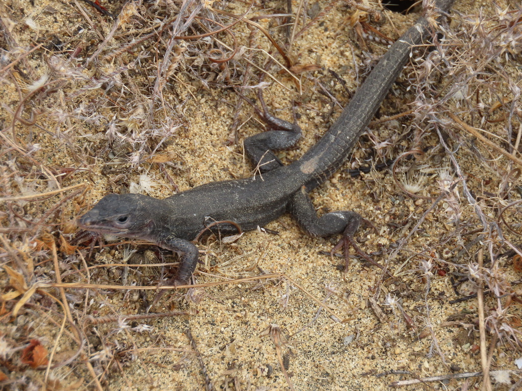 Orange-throated Whiptail in July 2023 by manoloturner. Dark/black ...