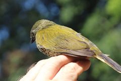 Indicator maculatus