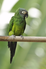 Dusky-Headed Parakeet photo 5