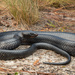Eastern Indigo Snake - Photo (c) Benjamin Genter, some rights reserved (CC BY-NC), uploaded by Benjamin Genter