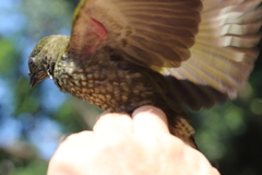 Indicator maculatus